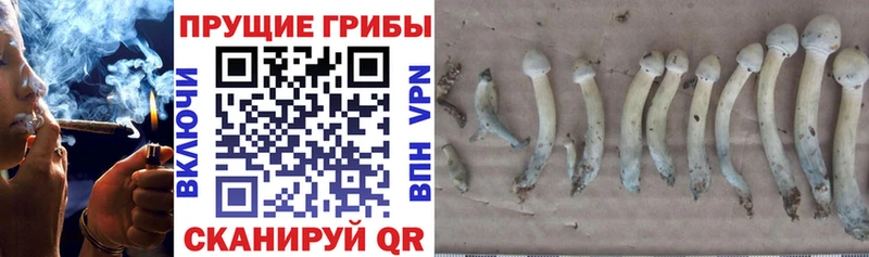 Псилоцибиновые грибы MAGIC MUSHROOMS  Купить  Верея 